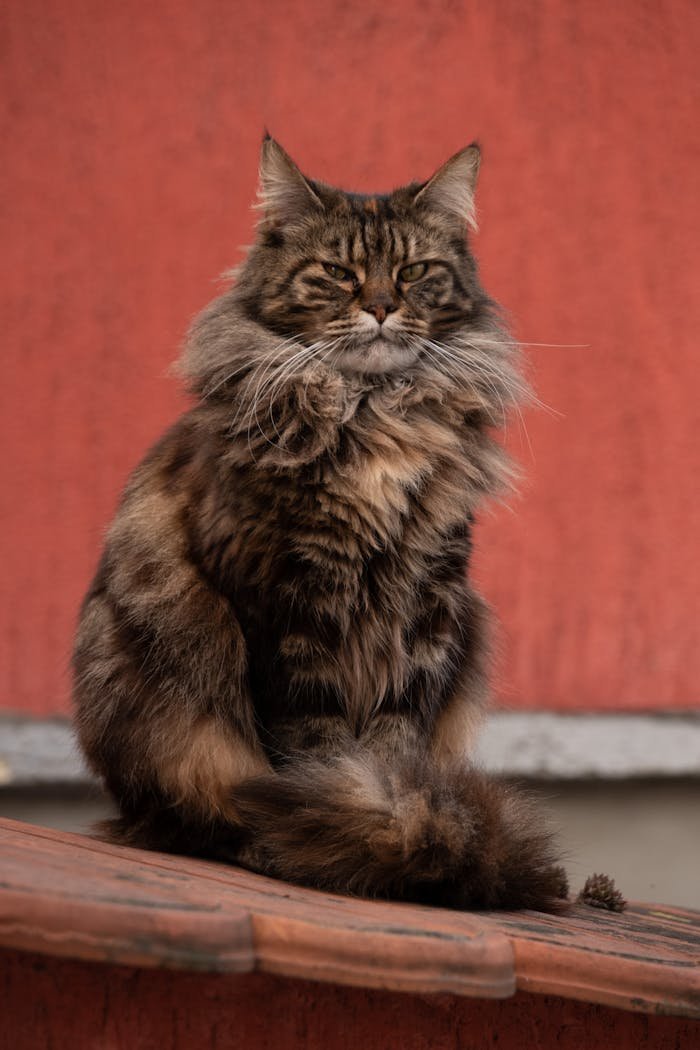 Close up of Maine Coon