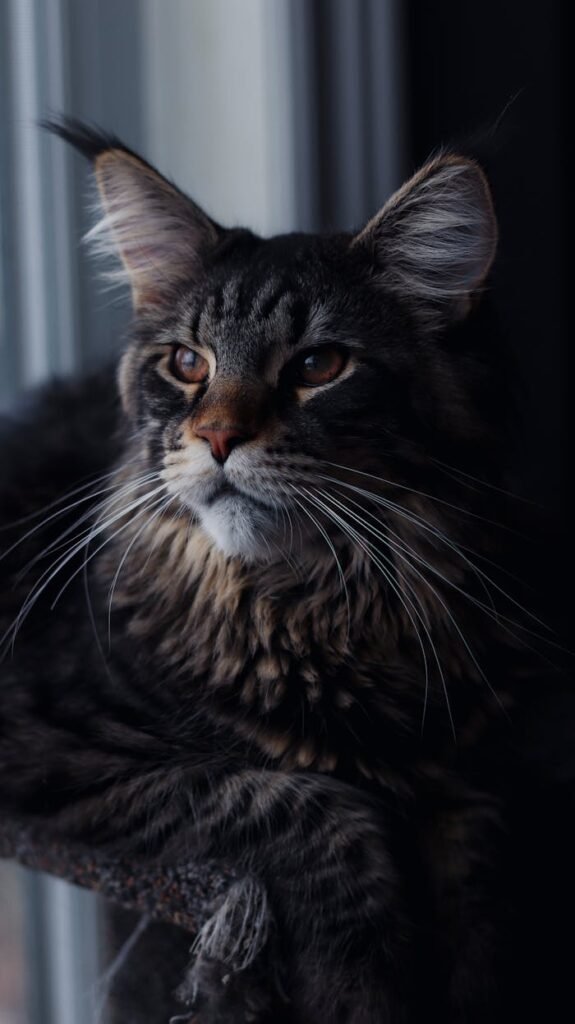 Maine Coon Cat