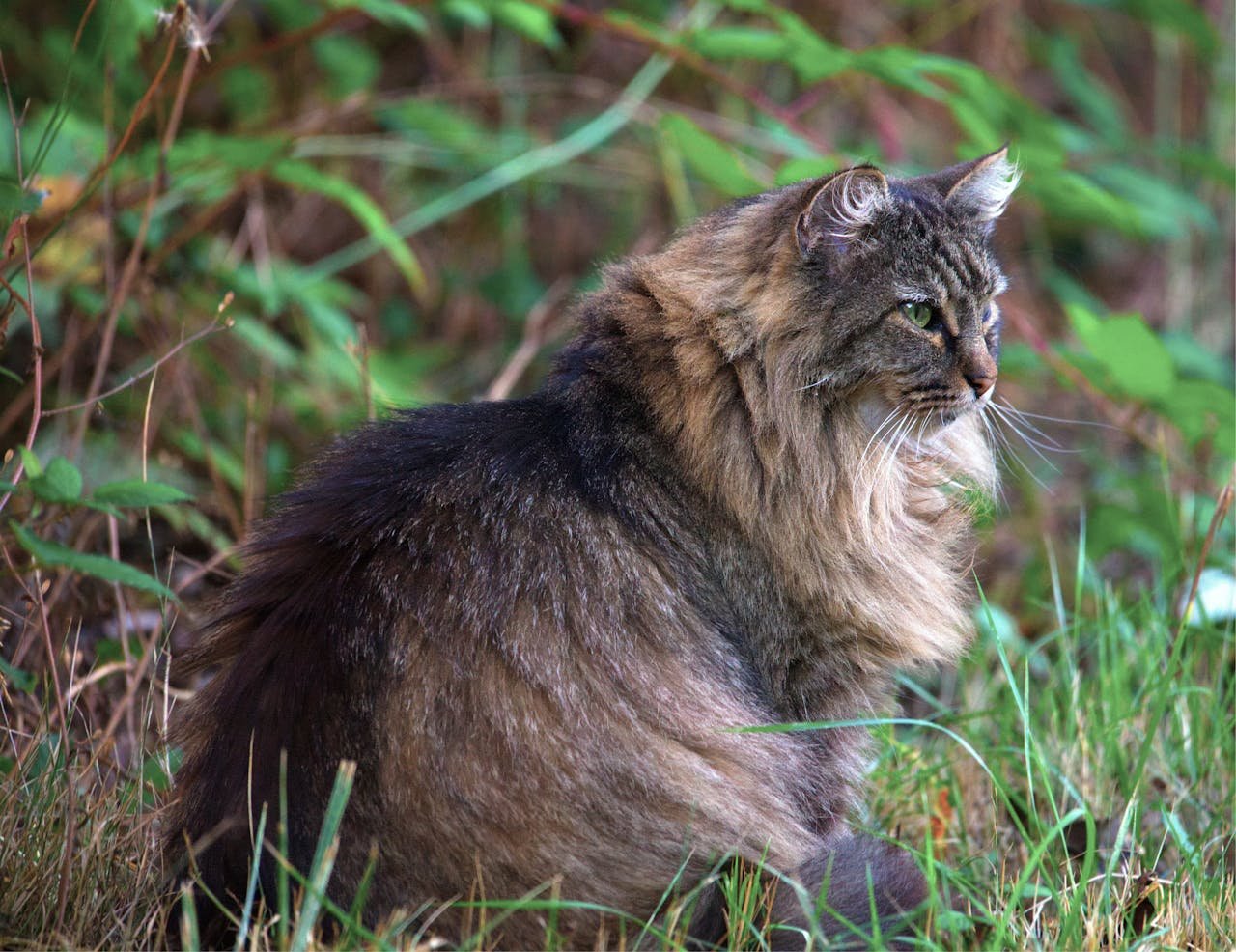 Cat in a Forest