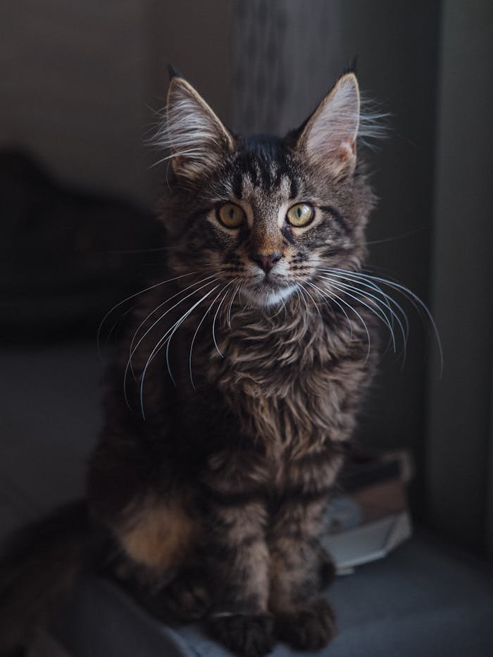 Close-Up Shot of a Maine Coon 